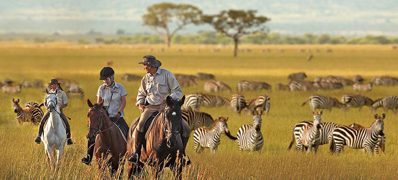 野生動物就在眼前！前進非洲薩伐旅Micato Safaris