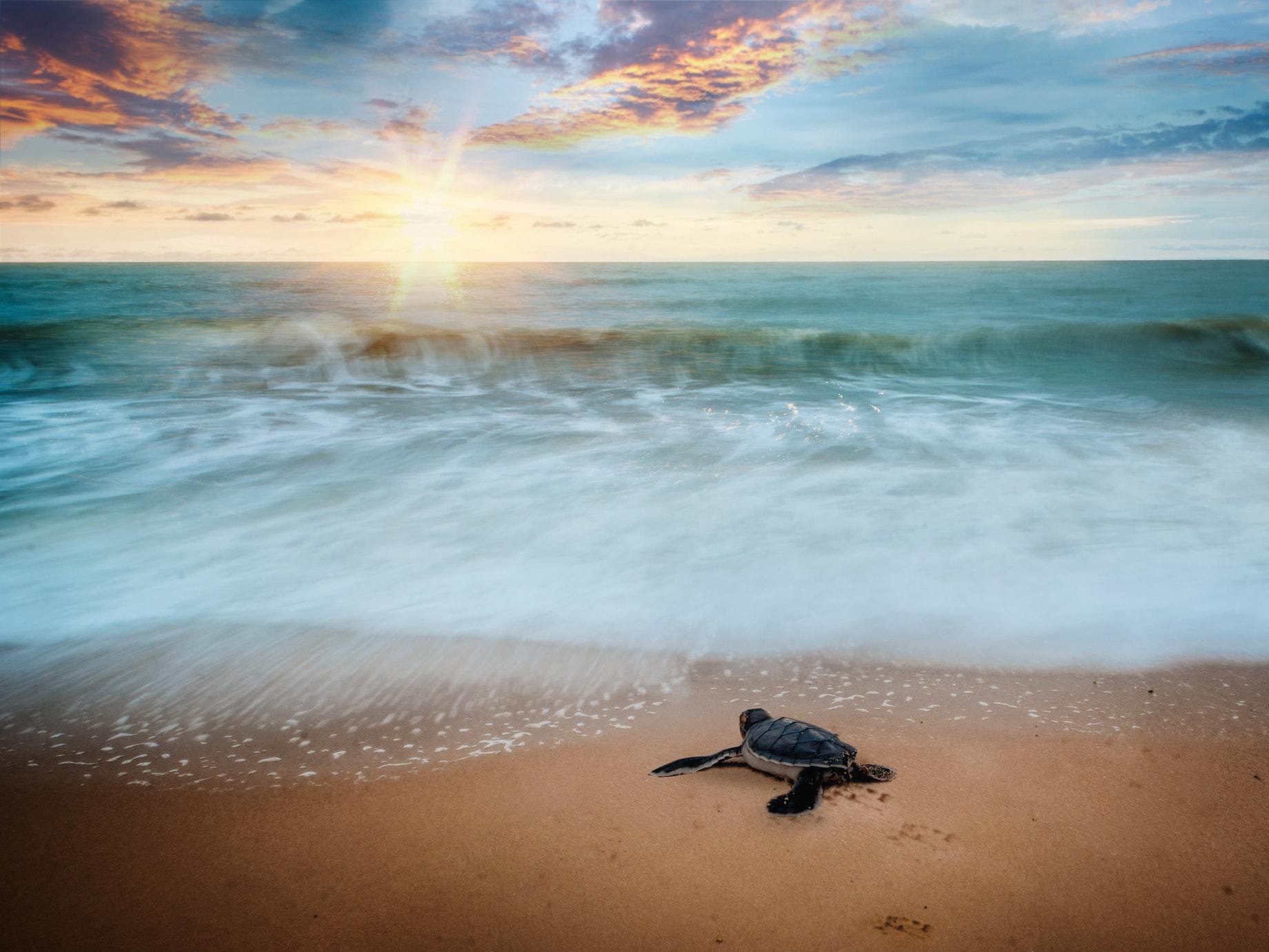 焦慮爆棚的你，聽聽海龜給你的建議：都徜徉在汪洋了，何妨快樂一點？